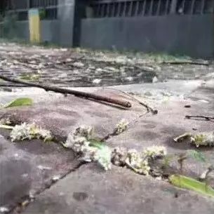 程力多功能抑尘车 专治飞絮絮利器