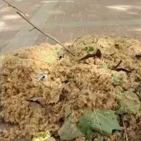 程力多功能抑尘车 专治飞絮絮利器